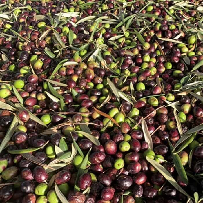 Olio 2