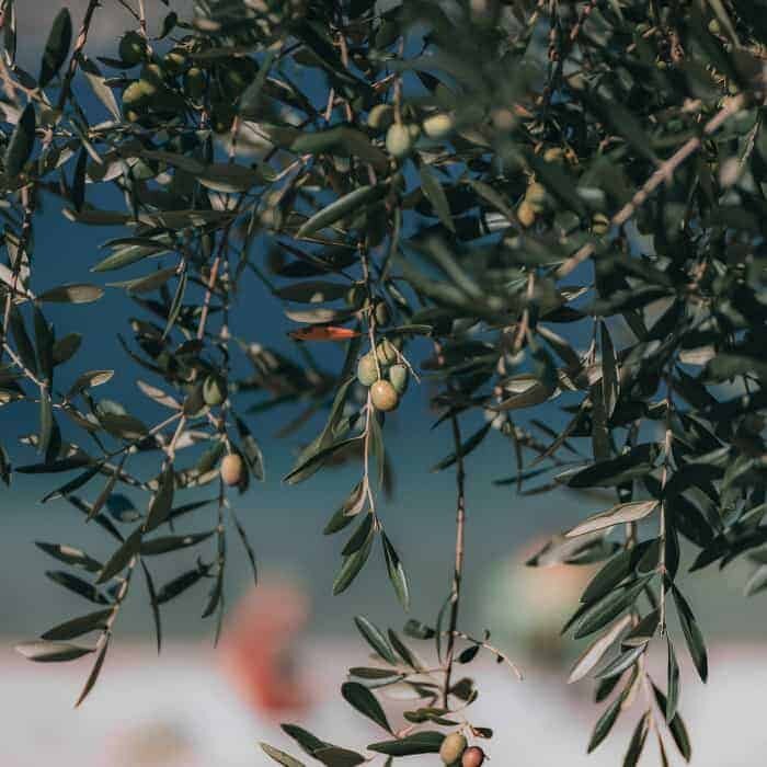 Olio 5