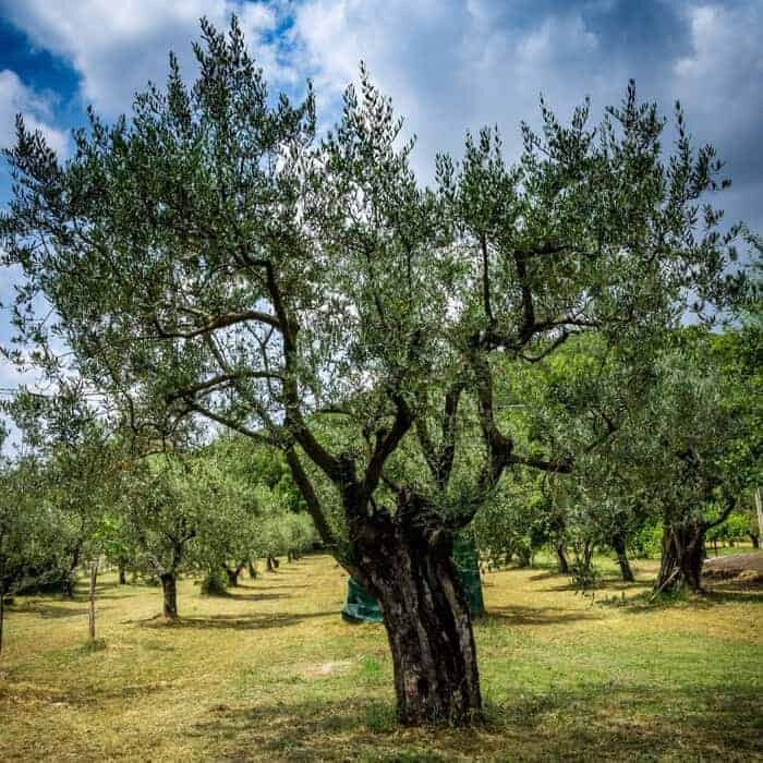 Olio 6